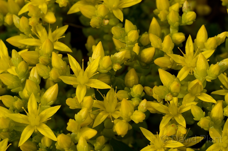 David Plant Photography - Wildlife Photography - Biting stonecrop - A.jpg - Biting stonecrop - Bedfordshire